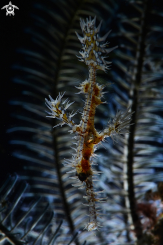 A Thorny Seahorse