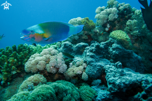 A blue parrot fish