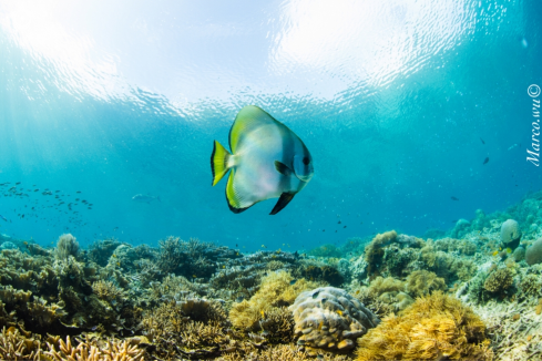 A Bat fish