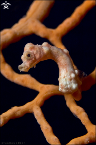 A Denise's pygmy seahorse