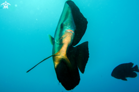 A batfish