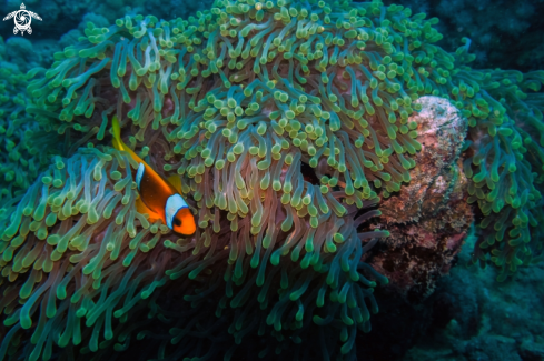 A Stichodactyla gigantea | giant carpet anemone