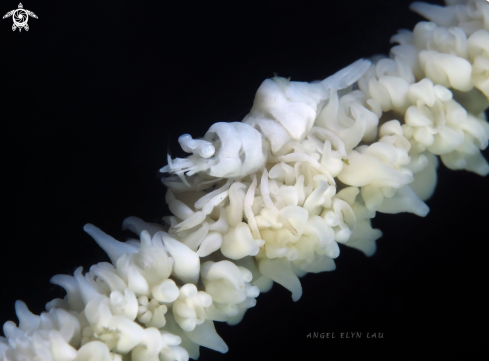 A Whip Coral Shrimp