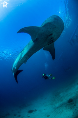 A whale shark