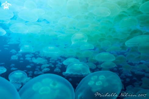 A Aurelia labiata | Moon Jellyfish