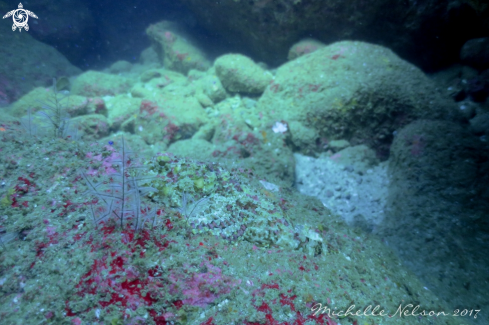 A Scorpionfish