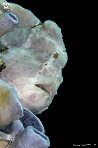 A Frogfish