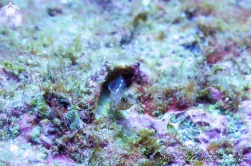 A Tube Blenny