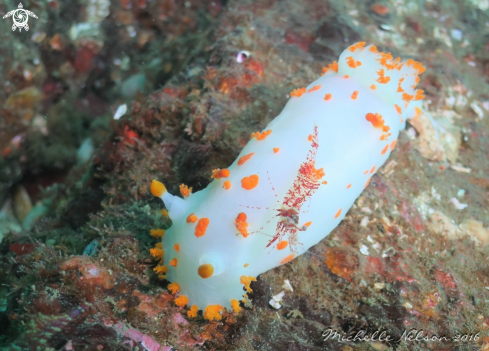 A Orange-spotted Nudibranch & Threespine Shrimp