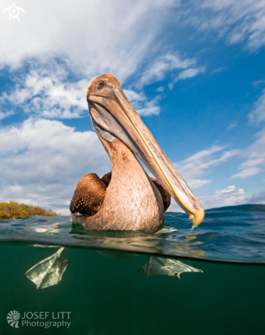A Brown pelican