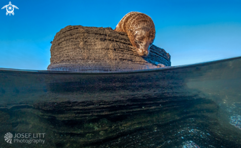 A Galapagos fur seal