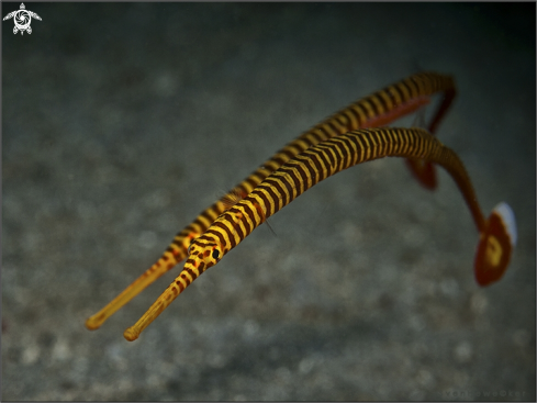 A yellow banded pipefish 