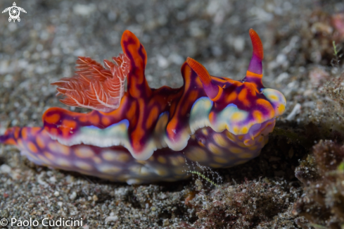 A Ceratosoma magnificum | Miamira magnifica