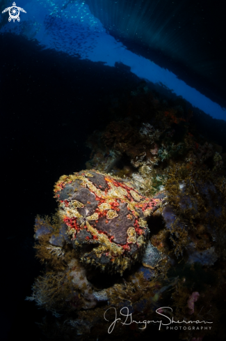 A Painted Frogfish