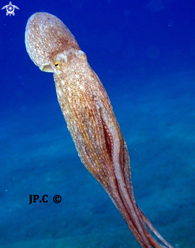 A octopus vulgaris | Pieuvre