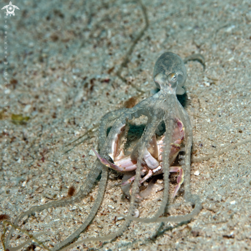 A Oracle Octopus hunt crab