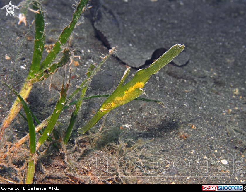 A Robust Ghost Pipefish 