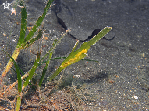 A Robust Ghost Pipefish 