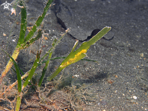 A (Solenostomus Cyanopterus) | Robust Ghost Pipefish 