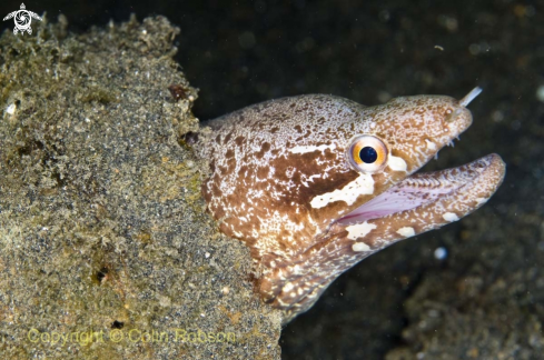 A moray