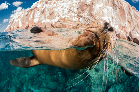 A California Sea Lion