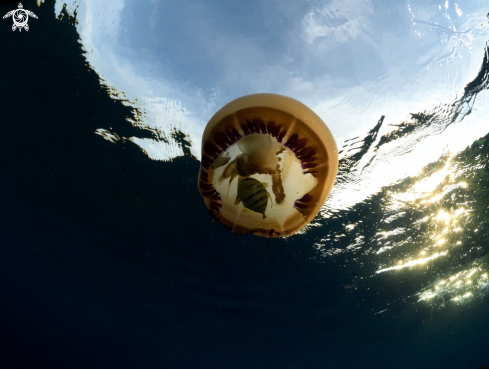 A jellyfish