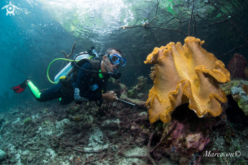 A Diver & Coral