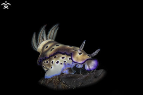 A Hypselodoris tryoni | Hypselodoris tryoni