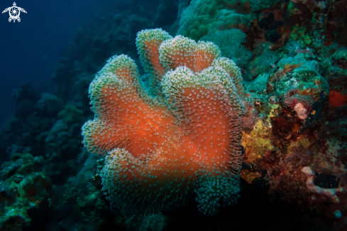 A Sarcophyton Coral | Elegant Leather Coral
