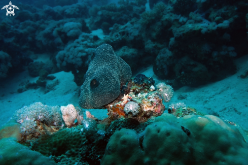 A Ectyoplasia ferox | encrustingoctopus sponge