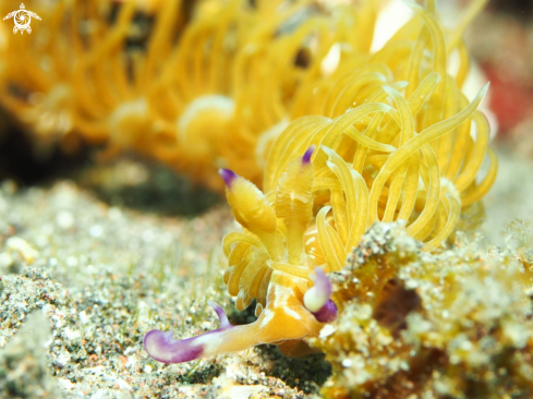 A Pteraeolidia ianthina | Solar Powered Nudibranch - Aeolid Nudibranch 