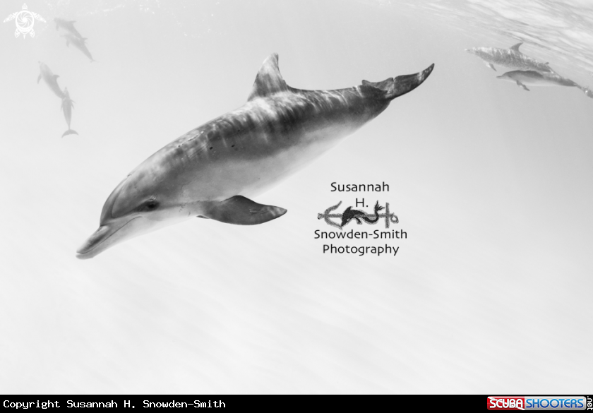 A Spotted dolphins