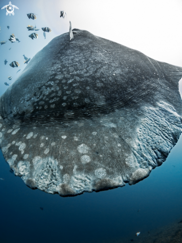 A Southern Ocean Sunfish