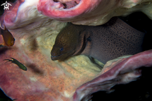 A Phuket diving