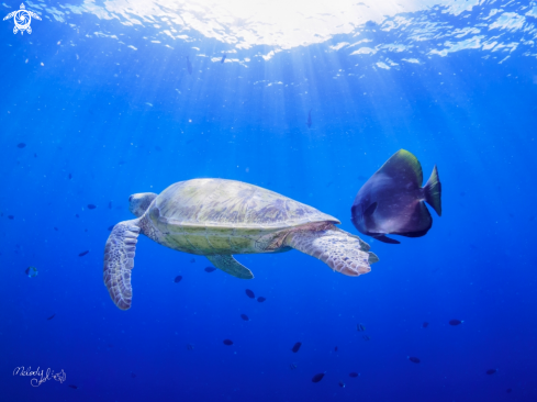 A Sea Turtle