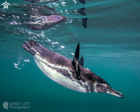 A Spheniscus mendiculus | Galápagos penguin