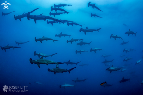 A Sphyrna lewini | Scalloped hammerhead