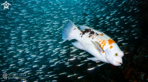 A Harlequin wrasse