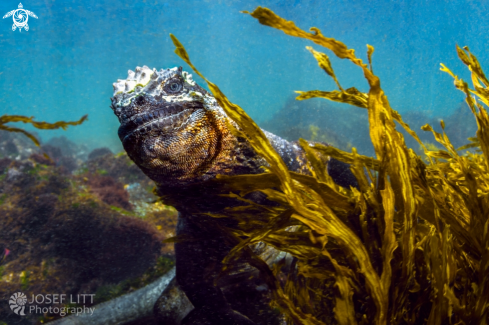 A Marine iguana