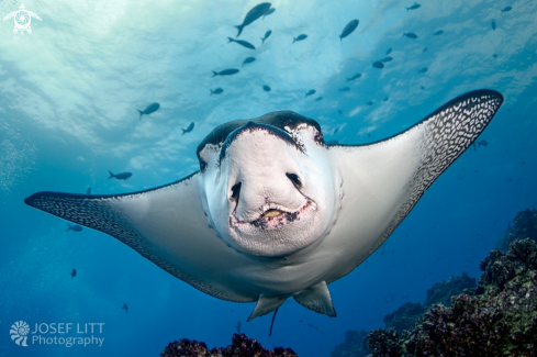 A Pacific white-spotted eagle ray