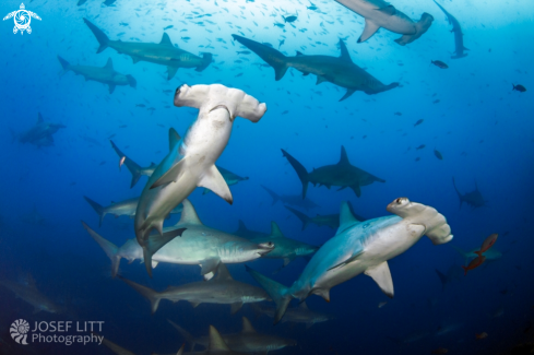 A Sphyrna lewini | Scalloped hammerhead