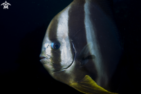 A Andamansea | Kho Phi pHi