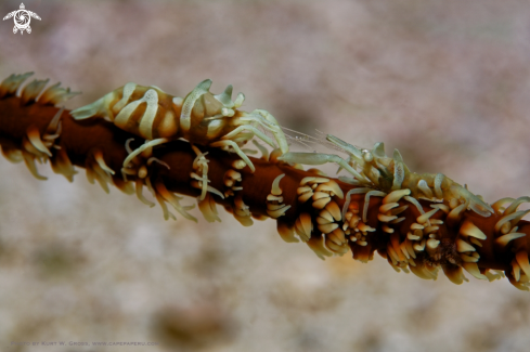 A Zanzibar shrimp