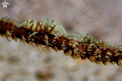 A Dasycaris zanzibarica | Zanzibar shrimp