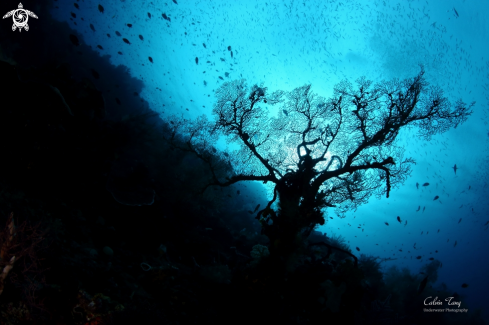 A Alcyonacea | Sea Fan