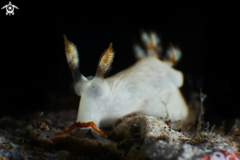 A Nudibranch