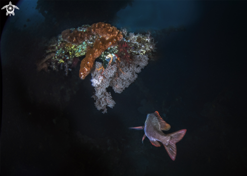 A fish in US Liberty wreck