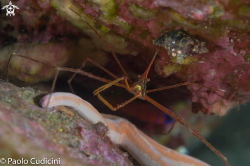 A Arrow Crab