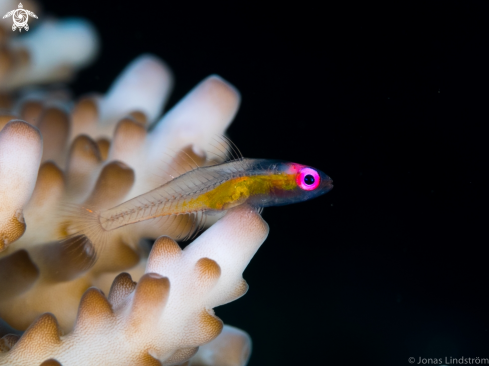 A Bryaninops natans | Red Eyed Goby