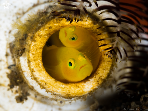 A Yellow Clown goby